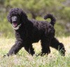 A photo of Brienwoods Goddess Of The Night, a black standard poodle