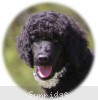 A photo of Brienwoods Goddess Of The Night, a black standard poodle