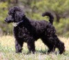 A photo of Brienwoods Goddess Of The Night, a black standard poodle