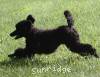 A photo of Brienwoods Goddess Of The Night, a black standard poodle