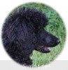 A photo of Brienwoods Goddess Of The Night, a black standard poodle