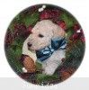 A photo of Sunridge Impressive Dreamz, a cream standard poodle