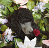 A photo of Sunridge Midnight Moondance, a silver standard poodle