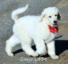 A photo of Rock, a white standard poodle