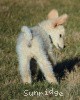 A photo of Sunridge Impressive Dreamz, a cream standard poodle