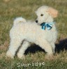 A photo of Sunridge Impressive Dreamz, a cream standard poodle