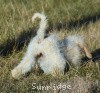 A photo of Sunridge Impressive Dreamz, a cream standard poodle