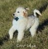 A photo of Sunridge Impressive Dreamz, a cream standard poodle