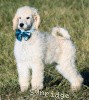 A photo of Sunridge Impressive Dreamz, a cream standard poodle