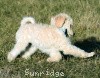 A photo of Sunridge Impressive Dreamz, a cream standard poodle