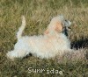 A photo of Sunridge Impressive Dreamz, a cream standard poodle