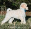 A photo of Sunridge Impressive Dreamz, a cream standard poodle