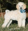 A photo of Sunridge Impressive Dreamz, a cream standard poodle