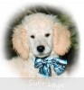 A photo of Sunridge Impressive Dreamz, a cream standard poodle