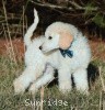 A photo of Sunridge Impressive Dreamz, a cream standard poodle