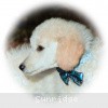 A photo of Sunridge Impressive Dreamz, a cream standard poodle