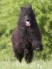 A photo of Brienwoods Impressive Leap, a black standard poodle