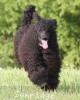 A photo of Brienwoods Impressive Leap, a black standard poodle