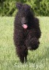 A photo of Brienwoods Impressive Leap, a black standard poodle