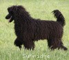 A photo of Brienwoods Impressive Leap, a black standard poodle