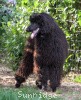 A photo of Brienwoods Impressive Leap, a black standard poodle