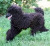 A photo of Brienwoods Impressive Leap, a black standard poodle