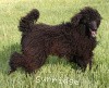 A photo of Brienwoods Impressive Leap, a black standard poodle