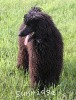 A photo of Brienwoods Impressive Leap, a black standard poodle