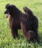 A photo of Brienwoods Impressive Leap, a black standard poodle