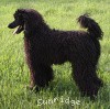 A photo of Brienwoods Impressive Leap, a black standard poodle