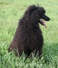 A picture of Brienwoods Impressive Leap, a black standard poodle