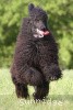 A photo of Brienwoods Impressive Leap, a black standard poodle