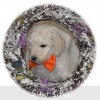 A photo of Blake, a white standard poodle