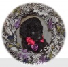 A photo of Sunridge Untouchable Twilight Dream, a silver standard poodle