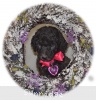 A photo of Sunridge Untouchable Twilight Dream, a silver standard poodle