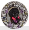 A photo of Sunridge Untouchable Twilight Dream, a silver standard poodle