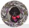 A photo of Sunridge Untouchable Twilight Dream, a silver standard poodle