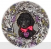 A photo of Sunridge Untouchable Twilight Dream, a silver standard poodle