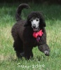 A photo of Sunridge Untouchable Twilight Dream, a silver standard poodle