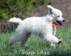 A photo of Blake, a white standard poodle