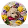 A photo of Sunridge Dazzeling Dreamz, a white standard poodle