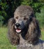 A photo of Sunridge Warrior Princess, a silver standard poodle