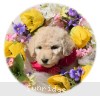 A photo of Sunridge Dazzeling Dreamz, a white standard poodle