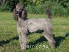 A photo of Sunridge Warrior Princess, a silver standard poodle