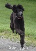 A photo of Sunridge Believe It Or Not, a blue standard poodle