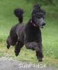 A photo of Sunridge Believe It Or Not, a blue standard poodle