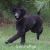 A photo of Sunridge Believe It Or Not, a blue standard poodle