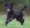 A photo of Sunridge Believe It Or Not, a blue standard poodle