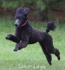 A picture of Sunridge Believe It Or Not, a blue standard poodle