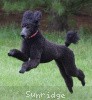 A photo of Sunridge Believe It Or Not, a blue standard poodle